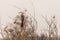 Yellow-billed hornbill sitting on a branch in the Etosha National Park, Namibia.