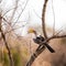 Yellow-billed hornbill sitting in a tree