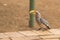 Yellow billed hornbill, Tockus leucomelas,