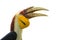 Yellow Billed Hornbills