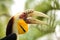 Yellow Billed Hornbills
