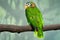 Yellow-billed Jamaican amazon, Amazona collaria, green parrot sitting on the branch in the nature habitat, Jamaica. Bird in the