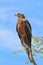 Yellow-billed Kite - Raptor Background from Africa - Colorful Nature and Determined Wildlife