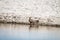 Yellow-billed kite standing in the water