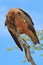 Yellow-billed Kite - Wild Bird Background from Africa - Grooming Time