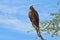 Yellow-billed Kite - Wild Bird Background from Africa - Pose of Power