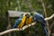 Yellow-billed macaw Ara ararauna in Yungas, Coroico, Bolivia