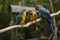 Yellow-billed macaw Ara ararauna in Yungas, Coroico, Bolivia