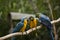 Yellow-billed macaw Ara ararauna in Yungas, Coroico, Bolivia