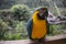 Yellow-billed macaw Ara ararauna in Yungas, Coroico, Bolivia