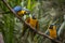 Yellow-billed macaw Ara ararauna in Yungas, Coroico, Bolivia