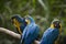 Yellow-billed macaw Ara ararauna in Yungas, Coroico, Bolivia