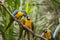 Yellow-billed macaw Ara ararauna in Yungas, Coroico, Bolivia