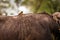 Yellow-billed oxpecker African bird perching on tick infested Cape Buffalo at Serengeti, Africa