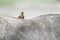 Yellow-billed oxpecker on the back of a Cape Buffalo