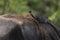 Yellow billed oxpecker, buphagus africanus, Uganda