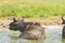 Yellow-billed Oxpecker on a Cape Buffalo