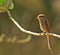 The Yellow-billed Shrike