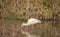 Yellow Billed Spoonbill feeding in wetland