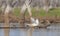 Yellow billed spoonbill in flight