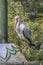 Yellow-Billed Stork