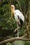 Yellow-billed Stork