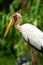 Yellow-billed Stork