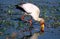 Yellow-billed stork