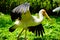 Yellow-billed Stork