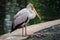 Yellow-billed Stork as Marabu bird in in the park birds in Kuala Lumpur, Malaysia
