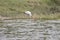 Yellow billed stork on banks of Kazinga Channel, Queen Elizabeth