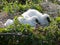 Yellow Billed Stork Chicks