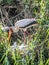 Yellow Billed Stork with Chicks