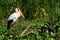 Yellow-billed stork and a cormorant, Lake Naivasha, Kenya