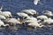 Yellow billed stork feeding Lake Nukuru