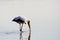 Yellow billed stork feeding while walking in shallow water