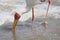 Yellow-billed Stork fishing