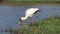 Yellow Billed Stork Fishing in River, Botswana