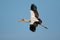 Yellow-billed stork in flight - Kruger National Park