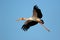 Yellow-billed stork in flight - Kruger National Park