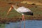 Yellow-billed stork foraging, Kruger National Park