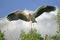 Yellow-billed Stork (Mycteria ibis)