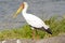 Yellow-billed stork - Mycteria Ibis