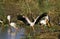 Yellow Billed Stork, mycteria ibis, Adult in Flight, Taking off, Kenya