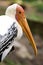 Yellow-billed stork Mycteria ibis. Close up portrait of this large bird. Long orange beak, pink wrinkly face.