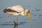 Yellow Billed Stork (Mycteria ibis) fishing in water, South Africa