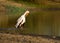 yellow-billed stork (Mycteria ibis) in the river bank, letaba, kruger nationl Park