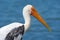 Yellow-billed Stork, Mycteria ibis, sitting on the branch, Tanzania. River with bird in Africa. Portrait of stork in Africa. Bird