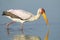 Yellow Billed Stork, (Mycteria ibis), South Africa