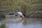 The yellow-billed stork (Mycteria ibis) stands in the pond. Foraging in water.